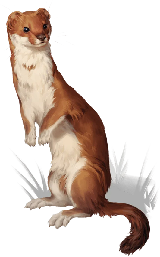 Giant Weasel