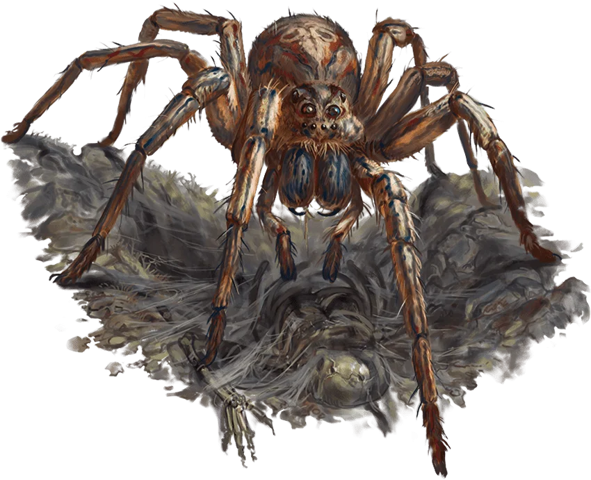 Giant Wolf Spider