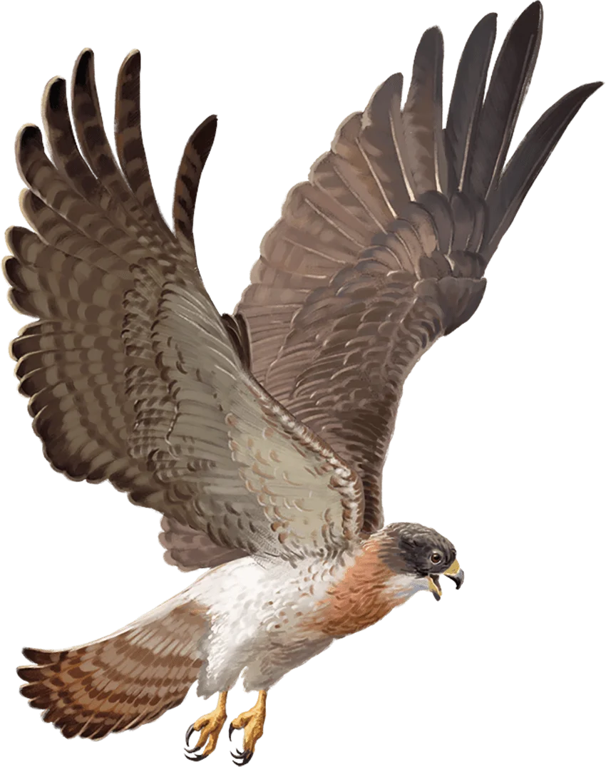 Hawk
