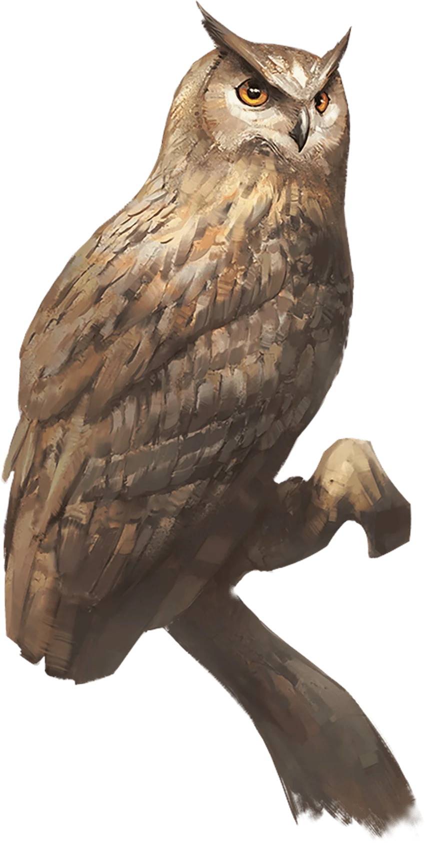 Owl